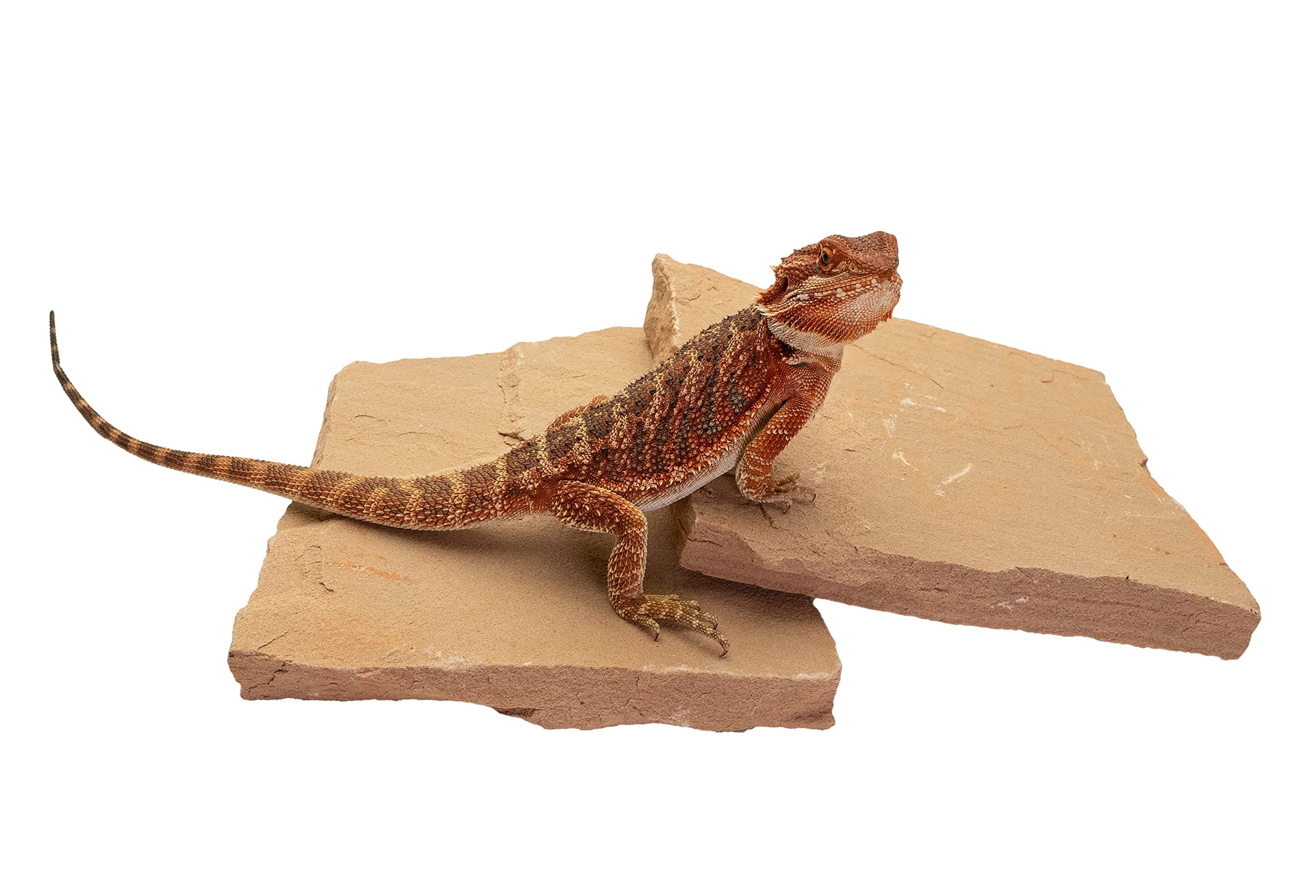 Natural Habitat Rocks, Painted Desert (Medium Size Pair)