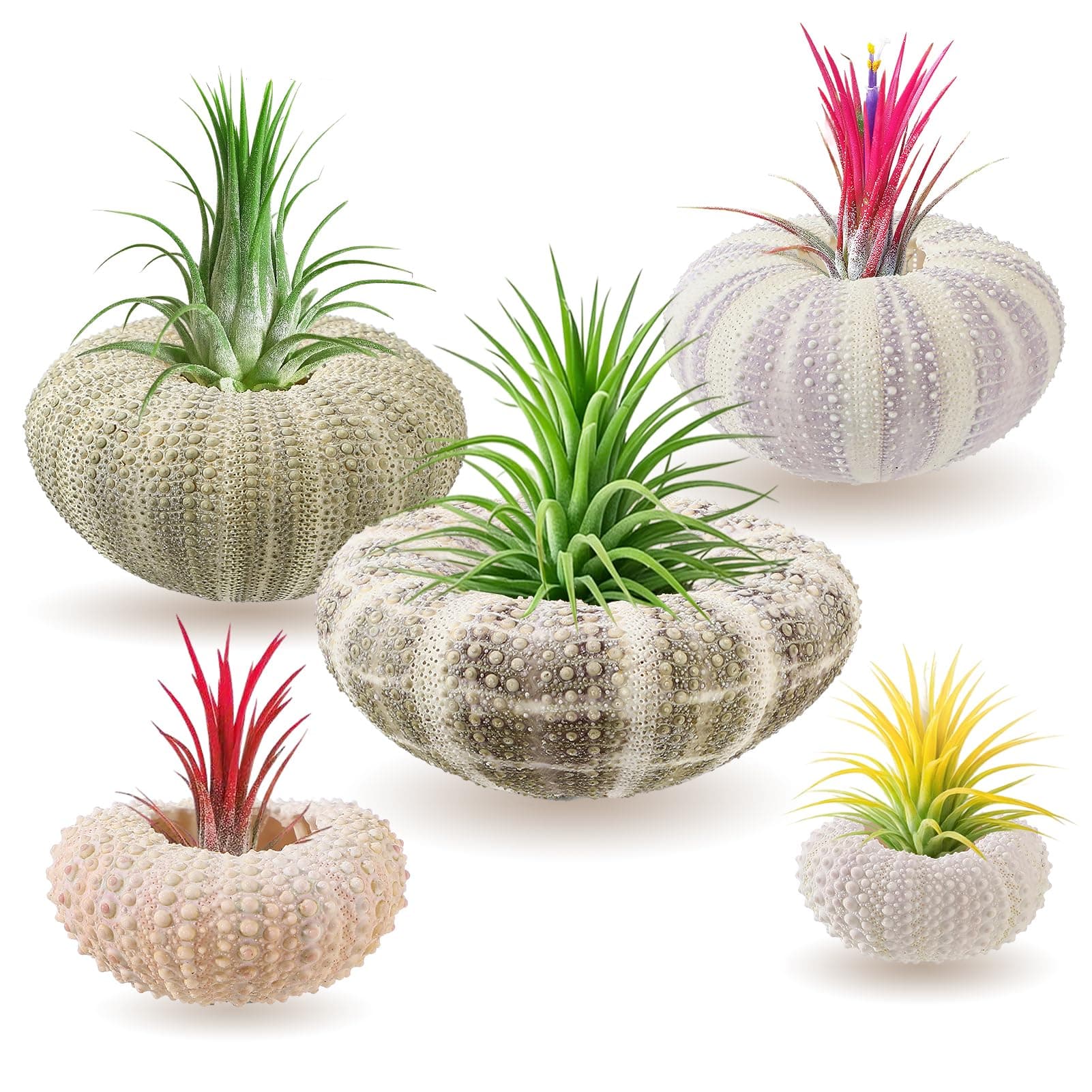 5 Pack Mini Sea Urchin Shell Air Plant Holders- 5 Styles Decorative Hanging Air Plant Pot, Tillandsia Succulent Display Container for Home Gardening Gifts Garden Beach Theme Party Decors, No Plants