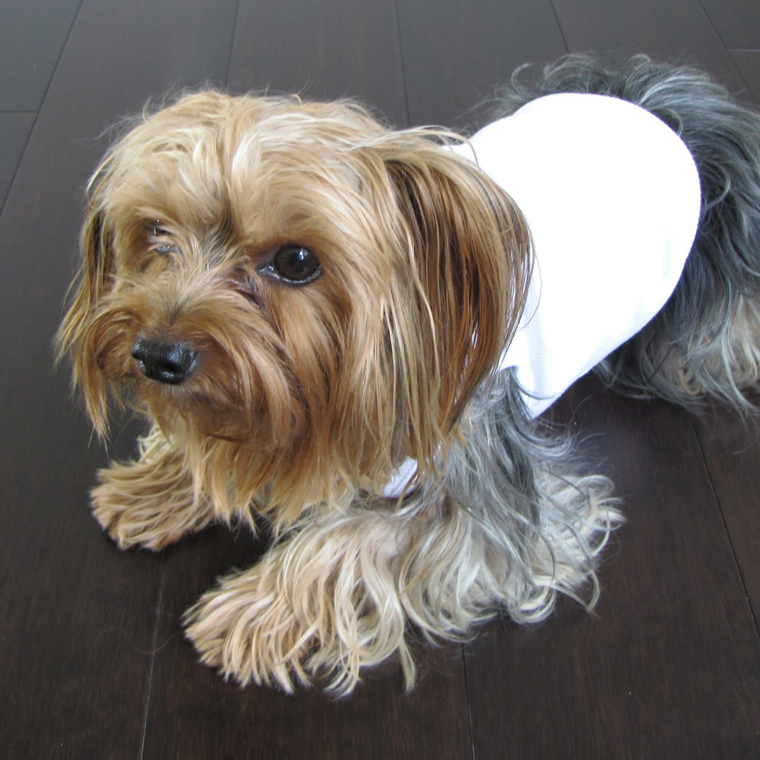 Cool White Dog Shirt X-Small