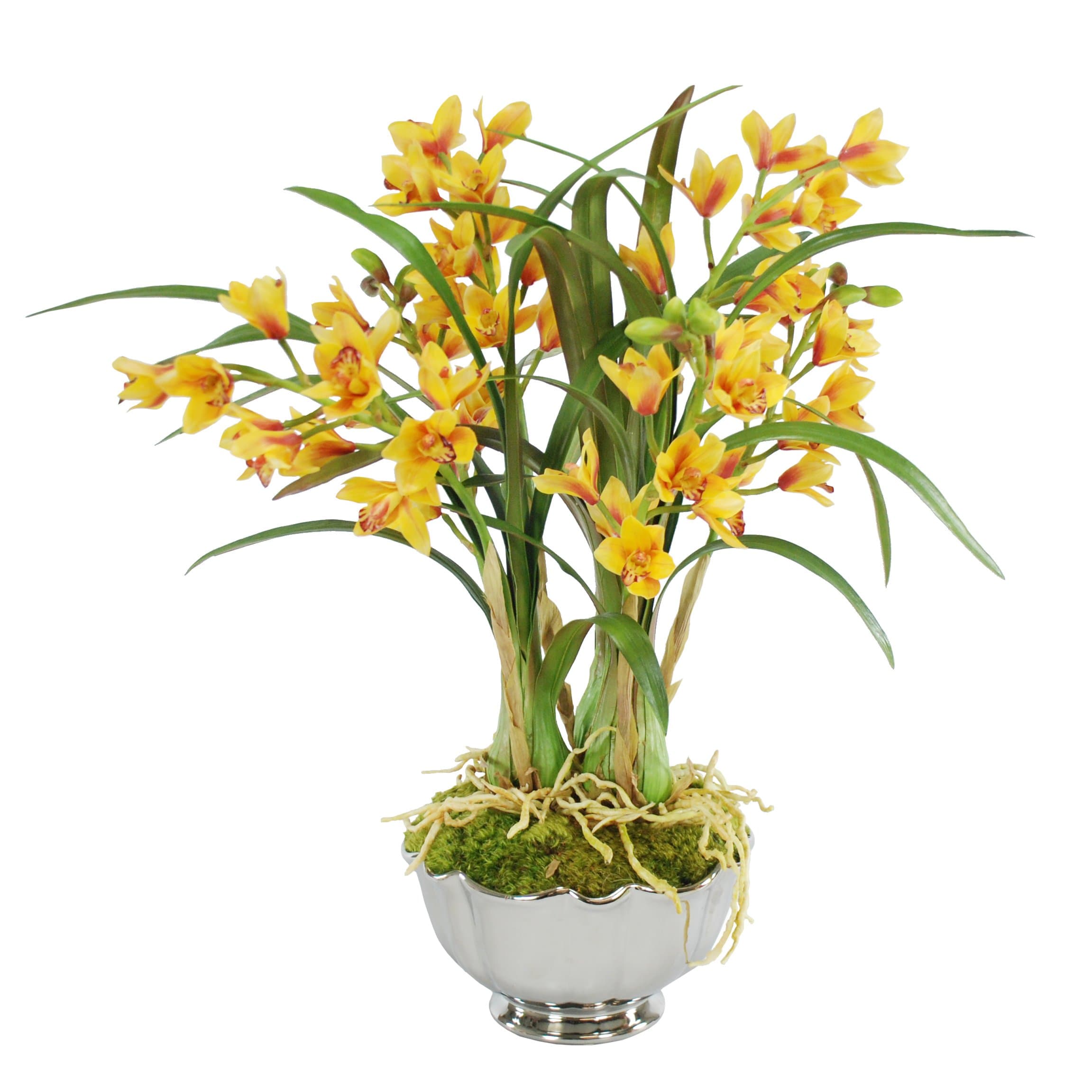 Cymbidiums in Round Bowl 25", White