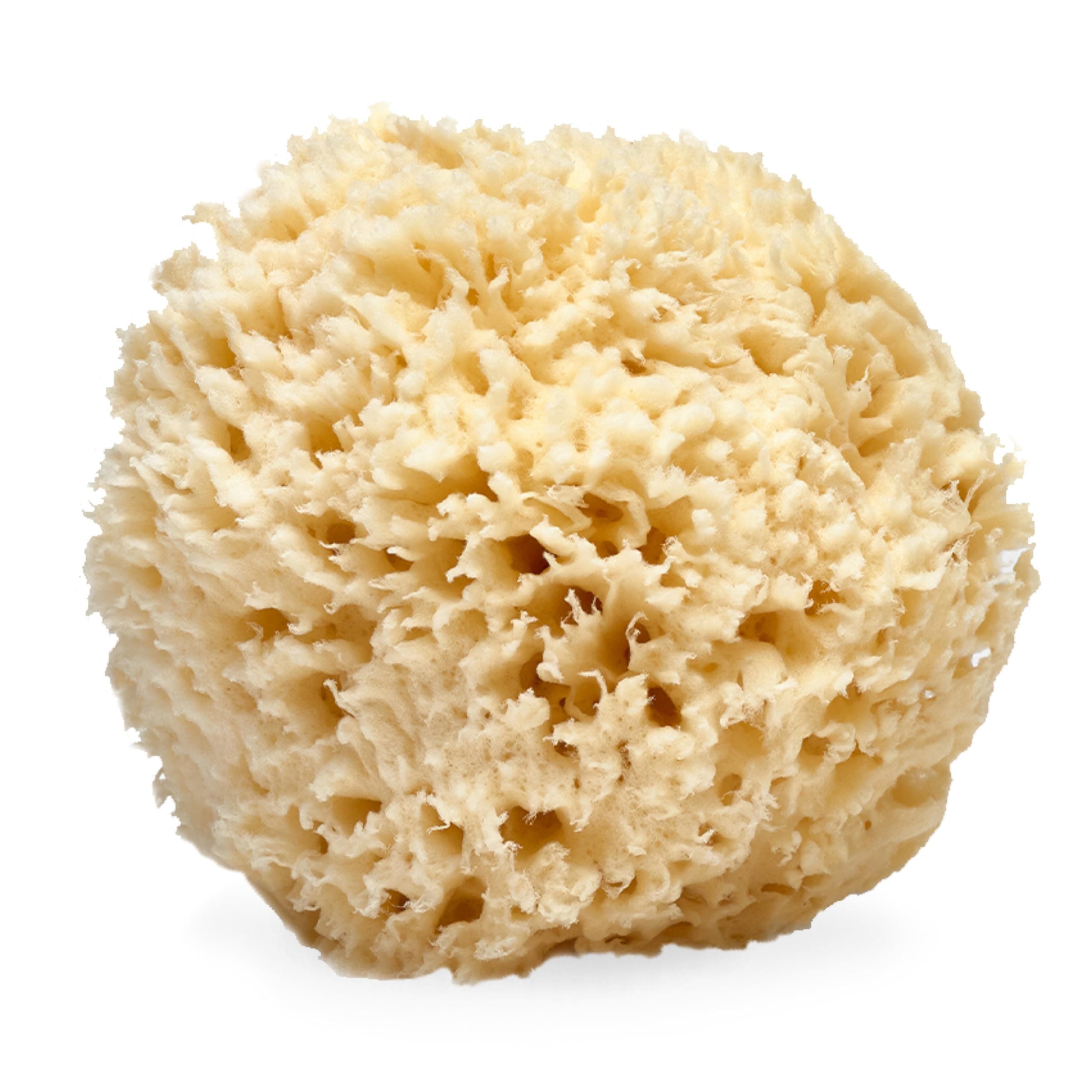LATHER Natural Sea Wool Sponge 30ml