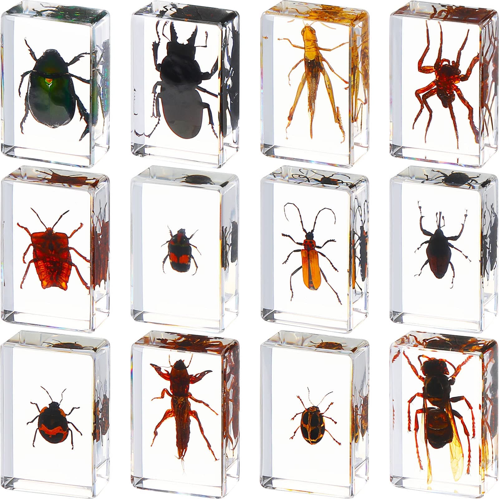 Macarrie 12 Pcs Bug Collection Kit for Kids Insect Specimens Real Specimens of Butterflies Beetles for Kids Classroom Science Education Animal Collection, Bug Preserved, Biology(Insect)