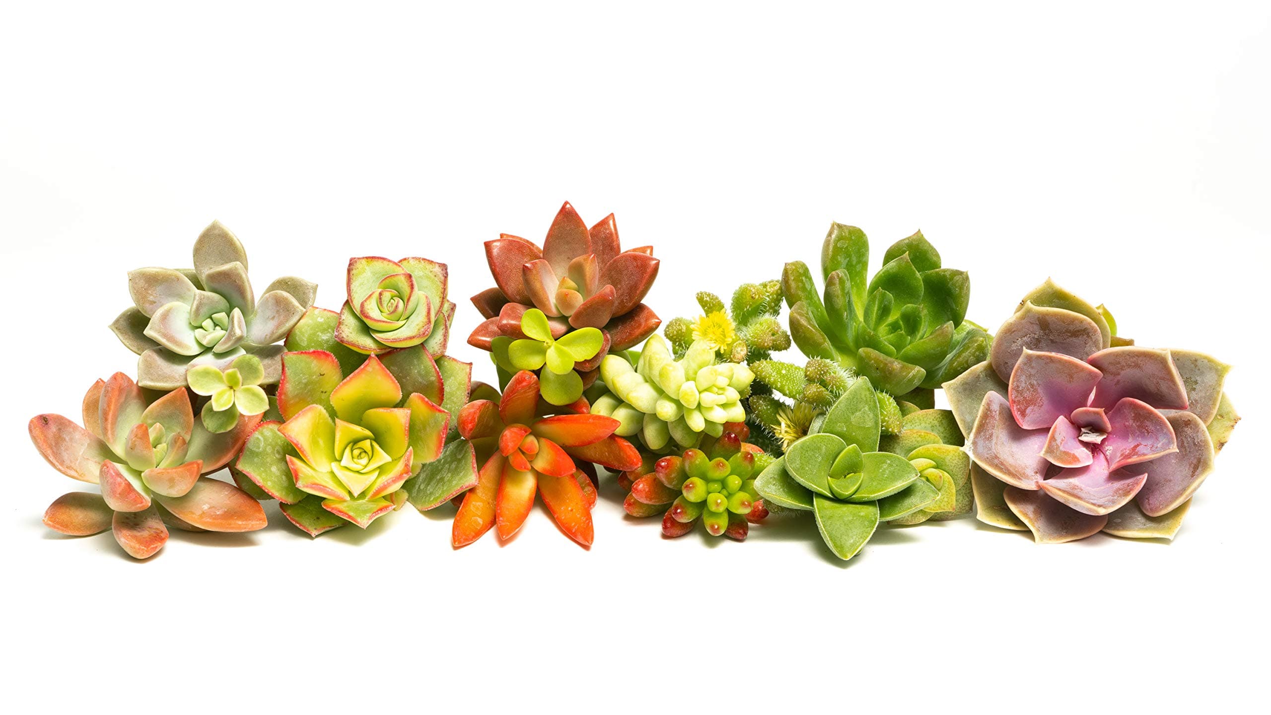 Succulent Cutting Assorted Pack (30 Count): Brighten Up Your Garden with A Variety of Colorful Succulent Plants, No Two Cuttings are Alike by Jiimz (30)