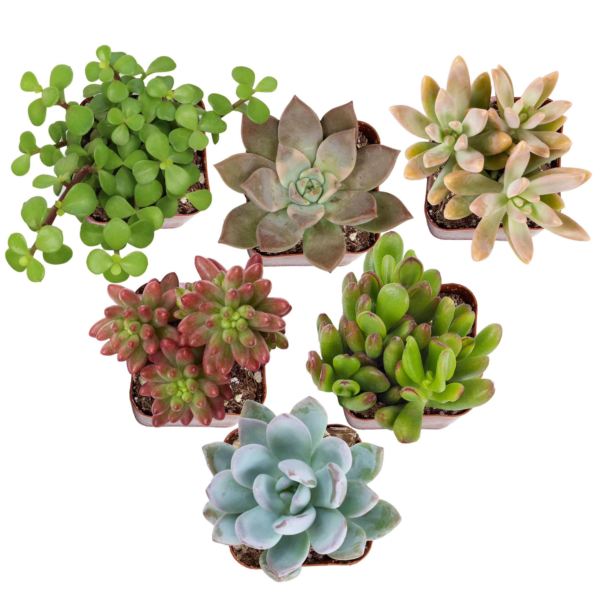 Altman Plants Deluxe Live Succulents (6 Pack), No Duplicates, Assorted Varieties, & Shapes, Easy Plant Care, 2 in Pots