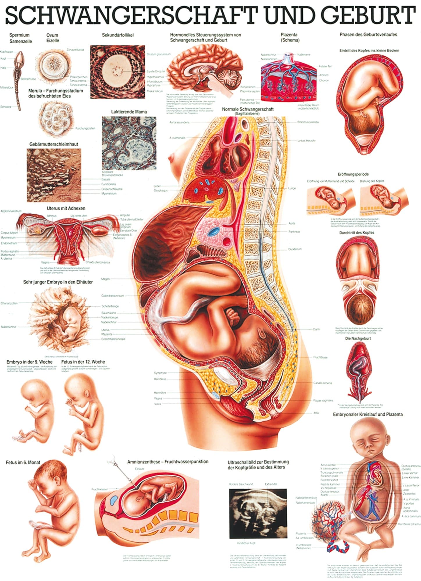 Anat. ('GEBURT70 x 100 cm: Pregnancy Chart Laminated Version