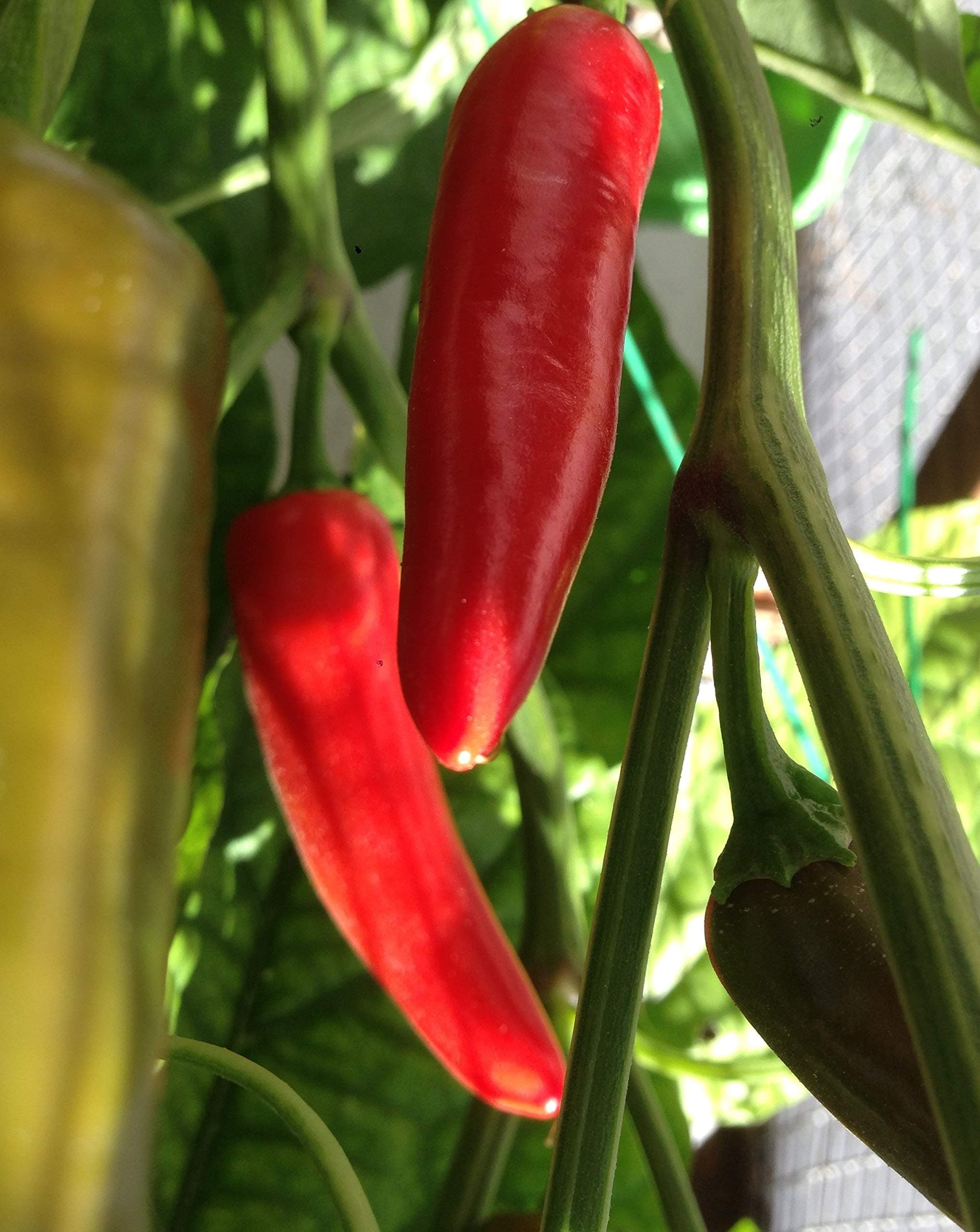 SEEDS CHILE MORITA (CHIPOTLE)