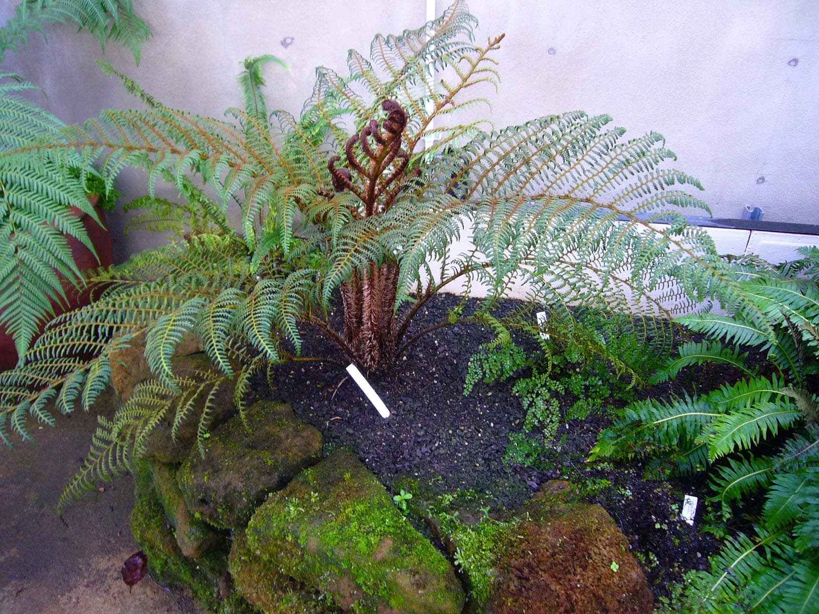 Cyathea tomentosissima- Dwarf Tree Fern