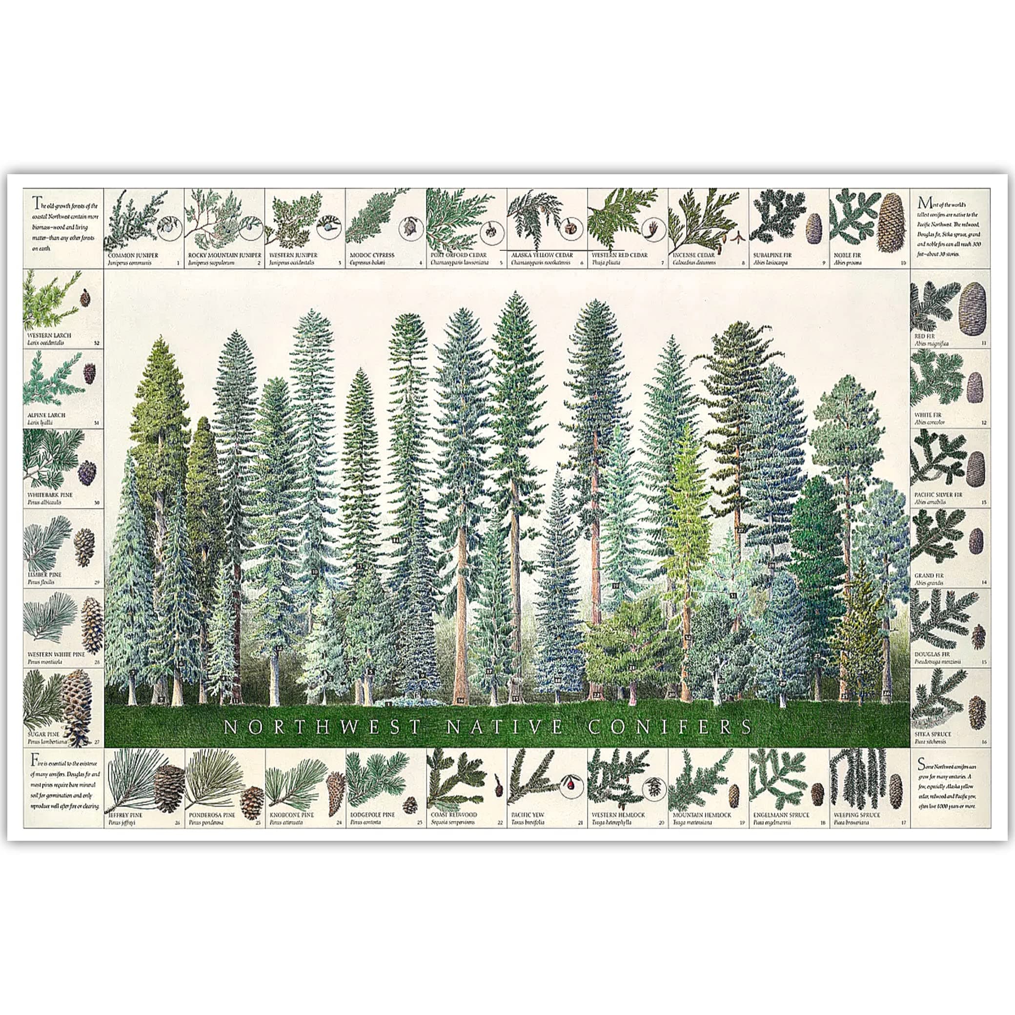 Northwest Native Conifers Poster and Identification Chart (18"x12")