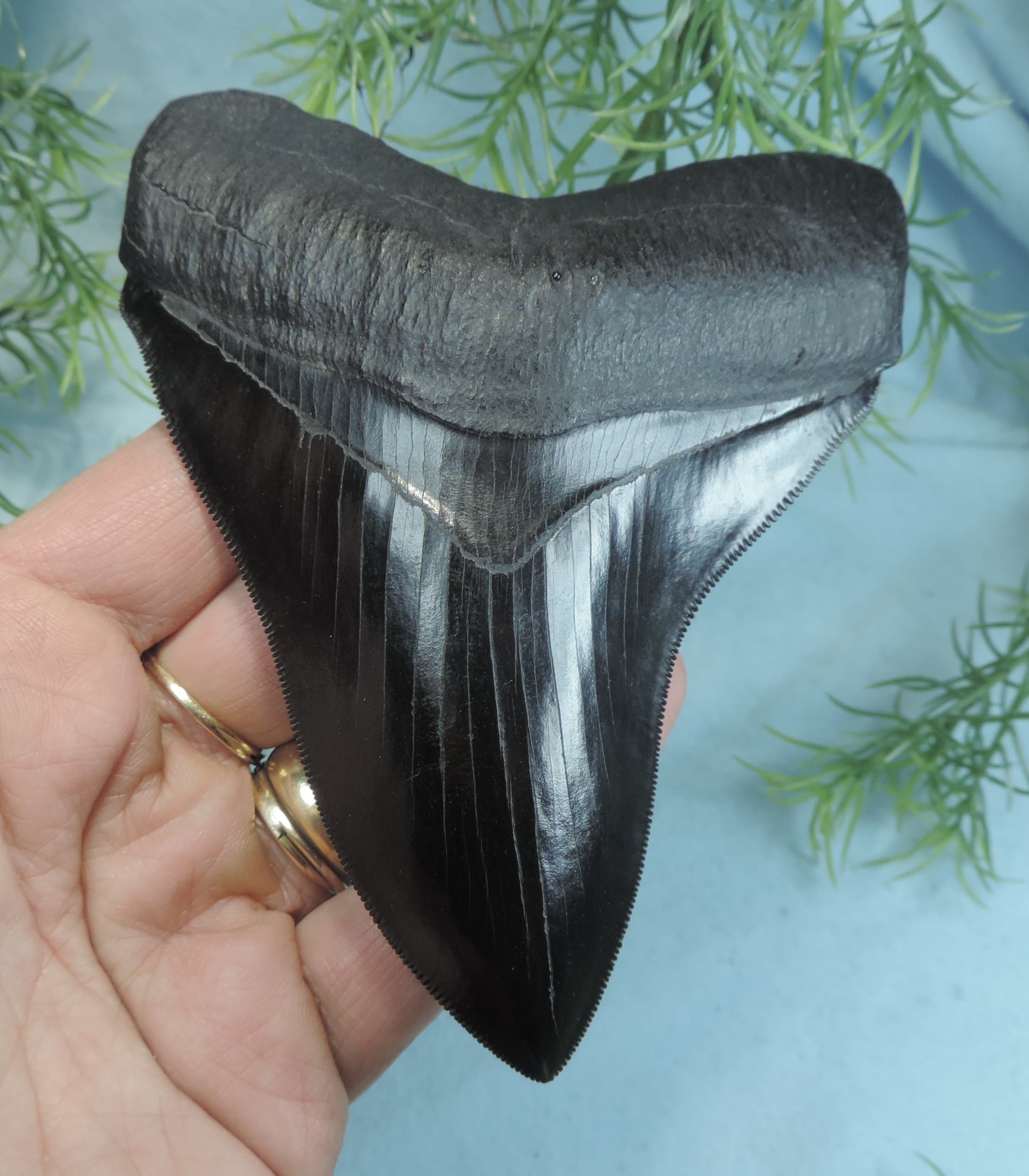 4 13/16'' Megalodon Tooth Replica