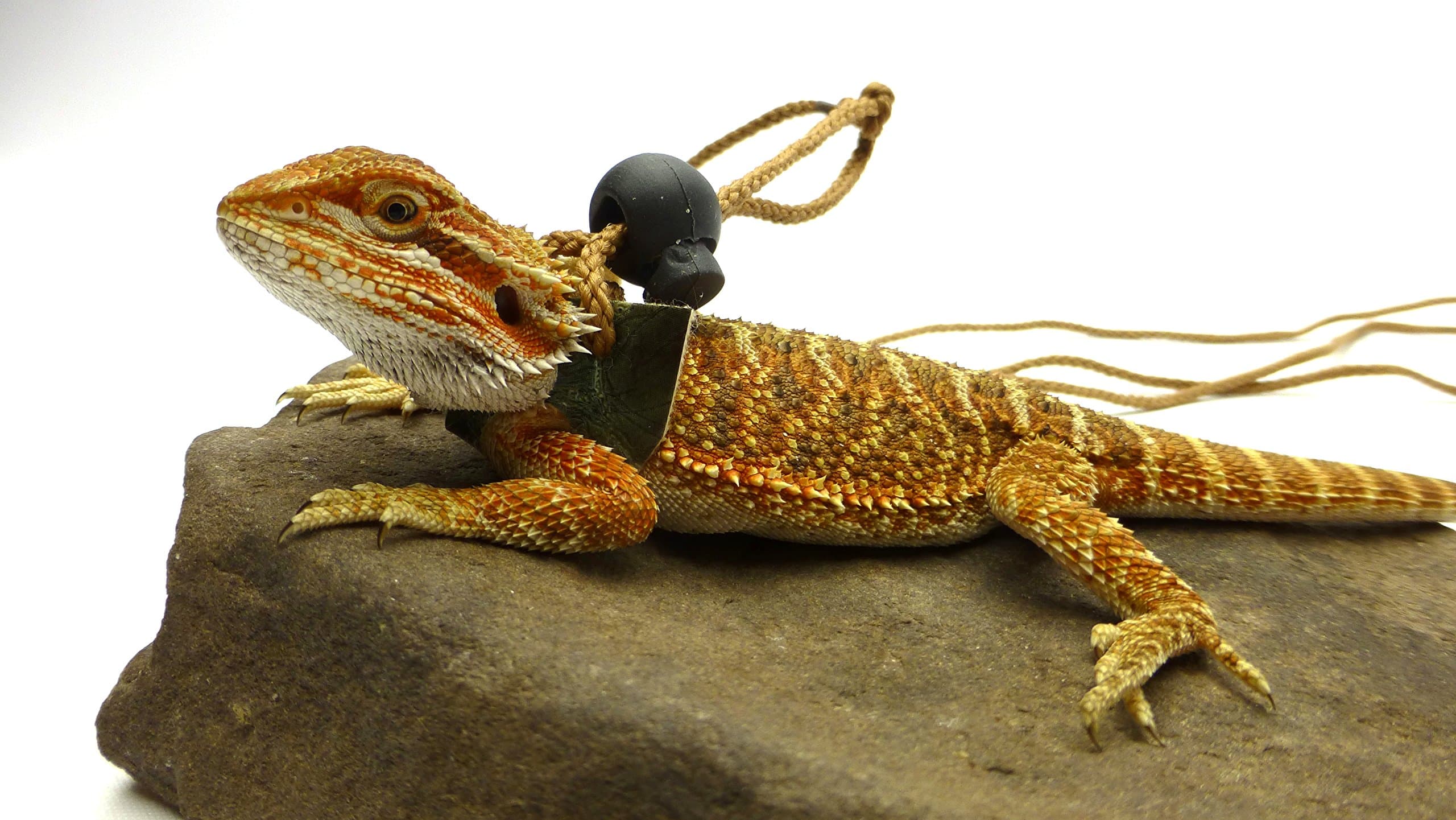 Ogle Lizard Leash, Limited Edition Green Scales (small size)