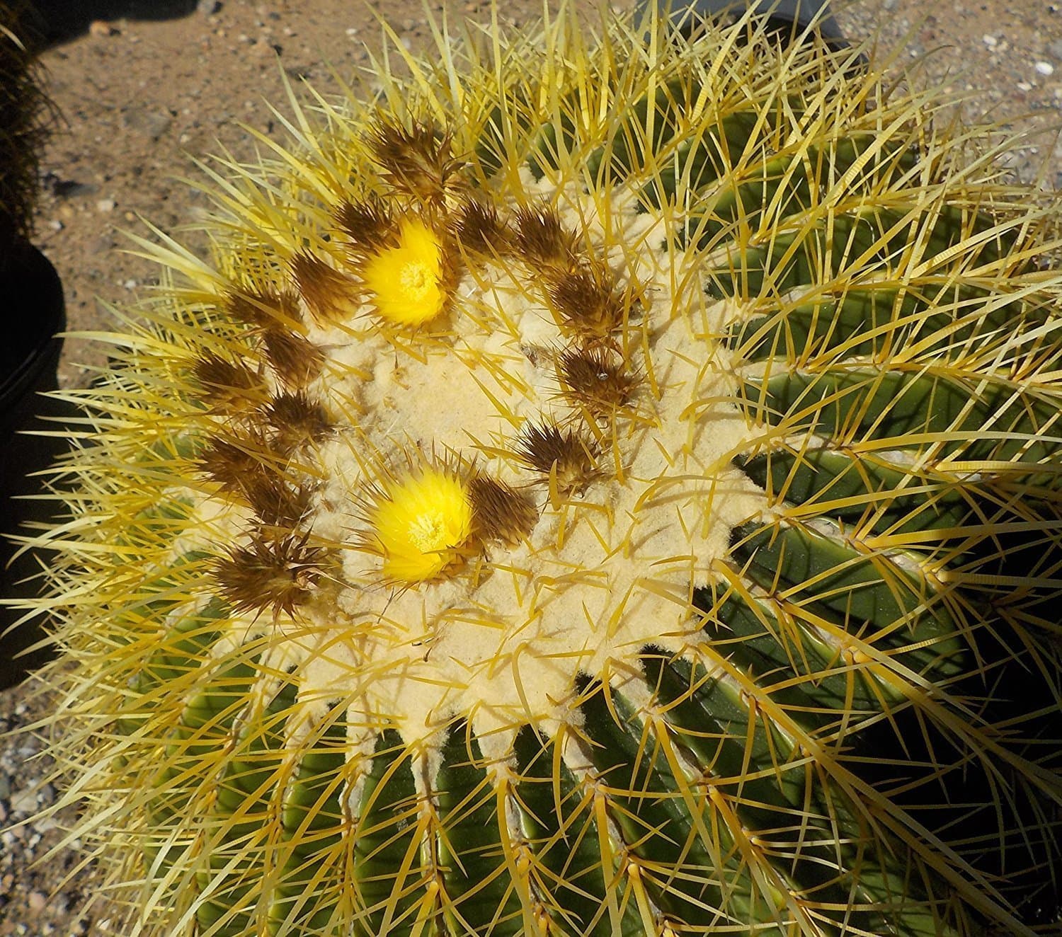 Golden Barrel Seed Packet, 100 count