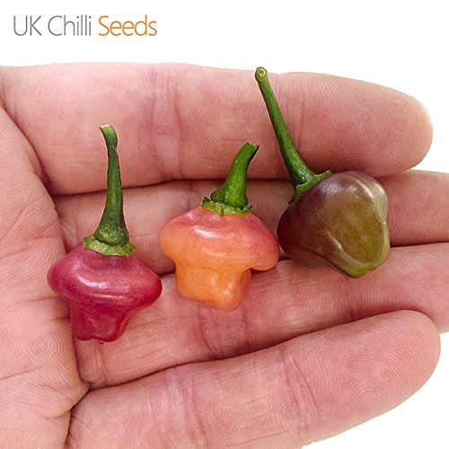 Cheiro Roxa Chilli Pepper Seeds x 10 Seeds