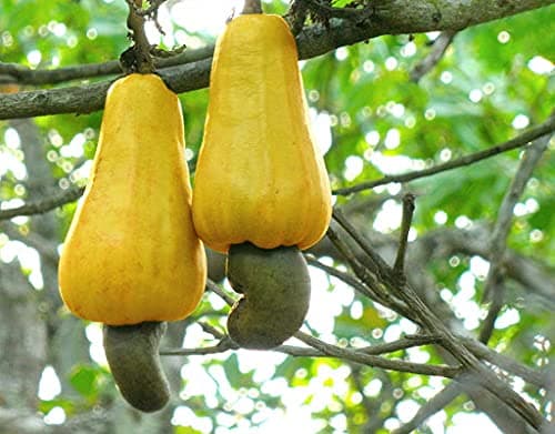 5pcs Cashew NUT Tree