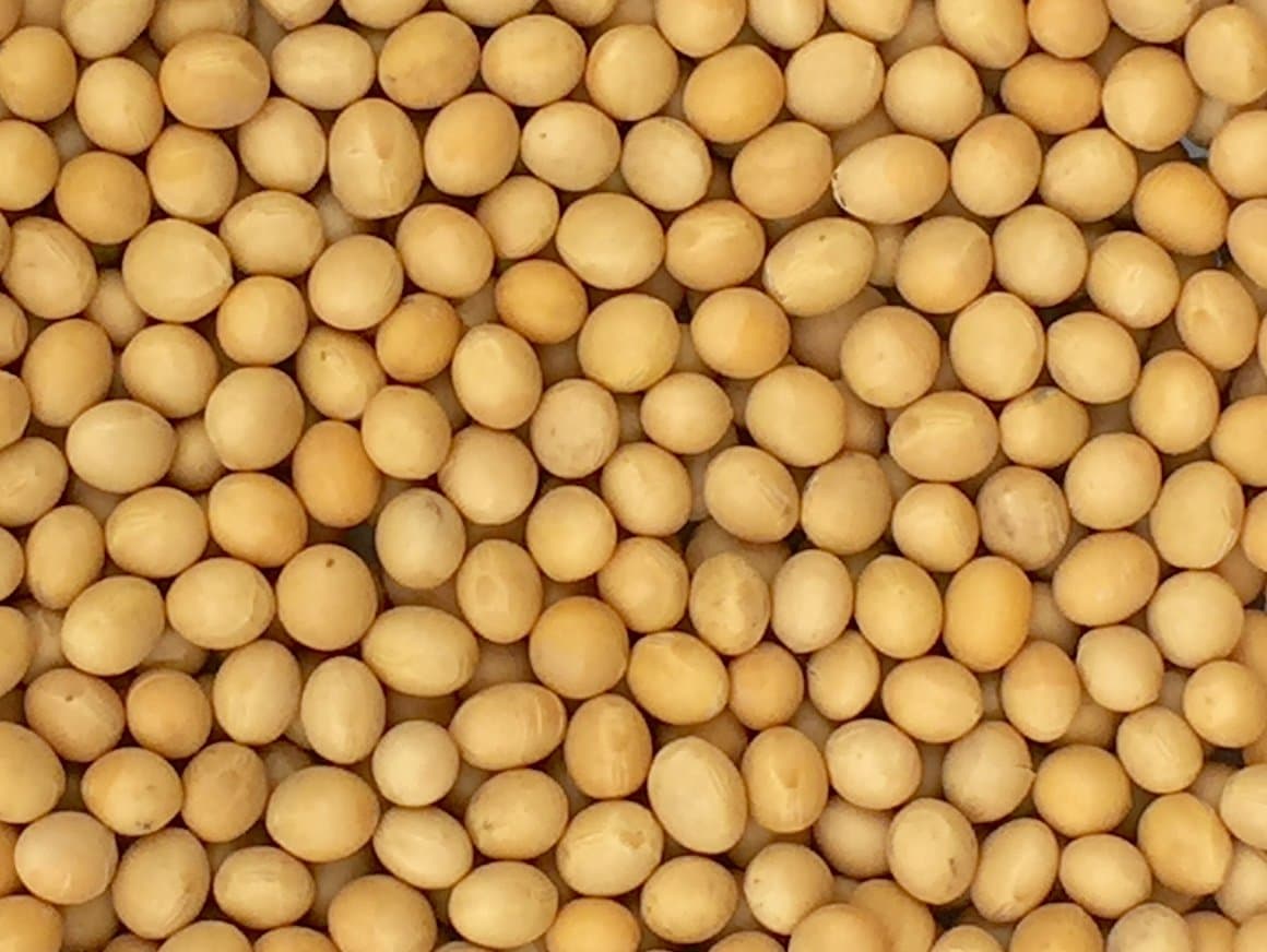Premium Grade Non-GMO Soybeans Bulk (5 Pounds)