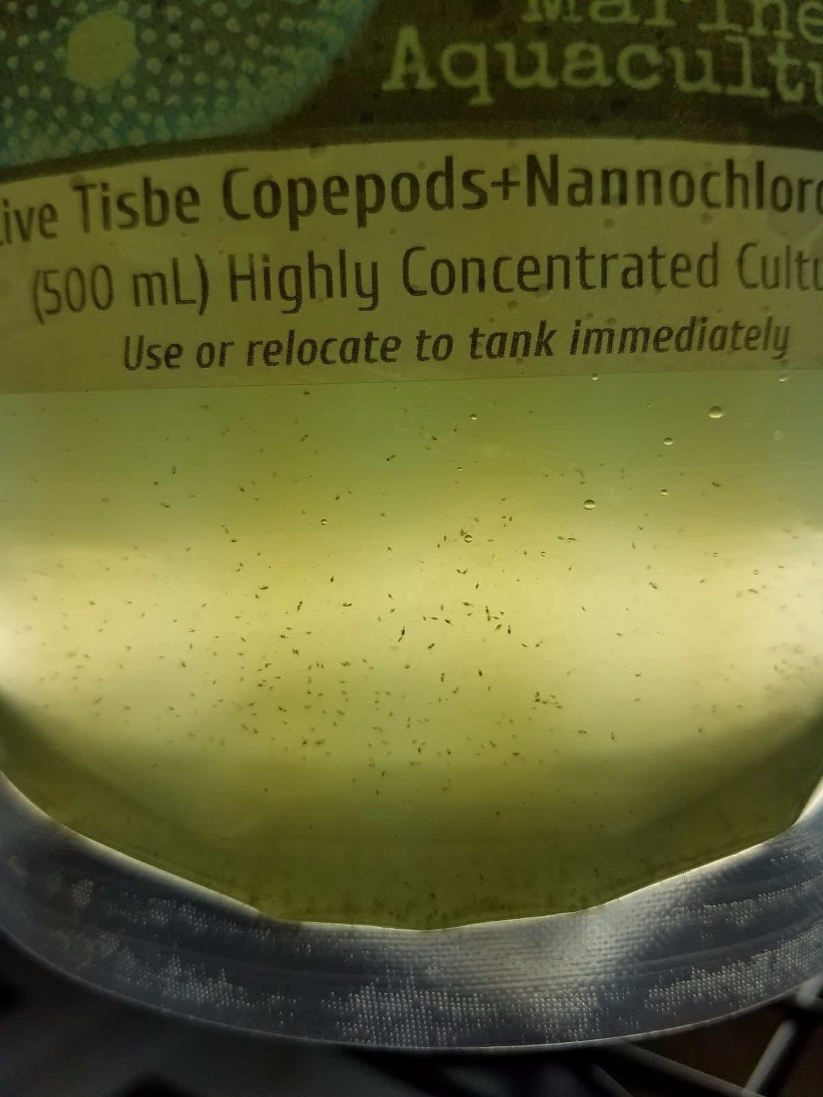 Live Tisbe Copepods: 500mL (16.9 oz)