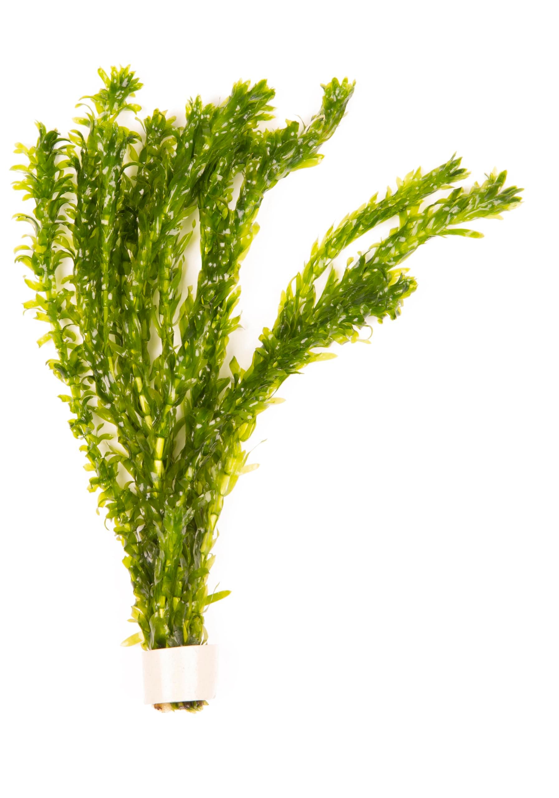 Lincolnshire Pond Plants Ltd - 10 x Oxygenating Weed Live Pond Plant ELODEA DENSA - Also Aquarium Aquatic Plants (Weigthed)