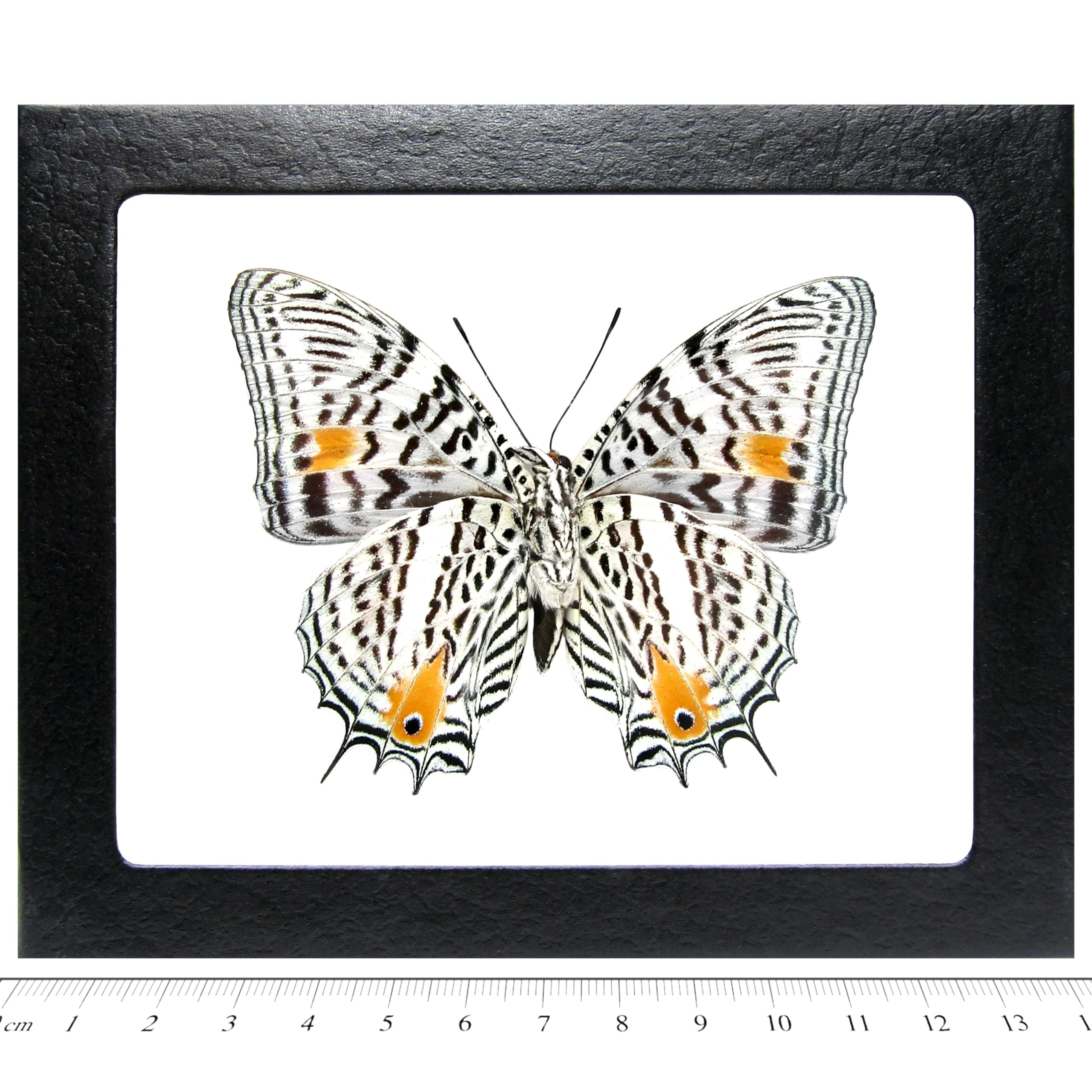 BicBugs Baeotus amazonicus Verso Real Framed Butterfly Leopard Spotted Peru