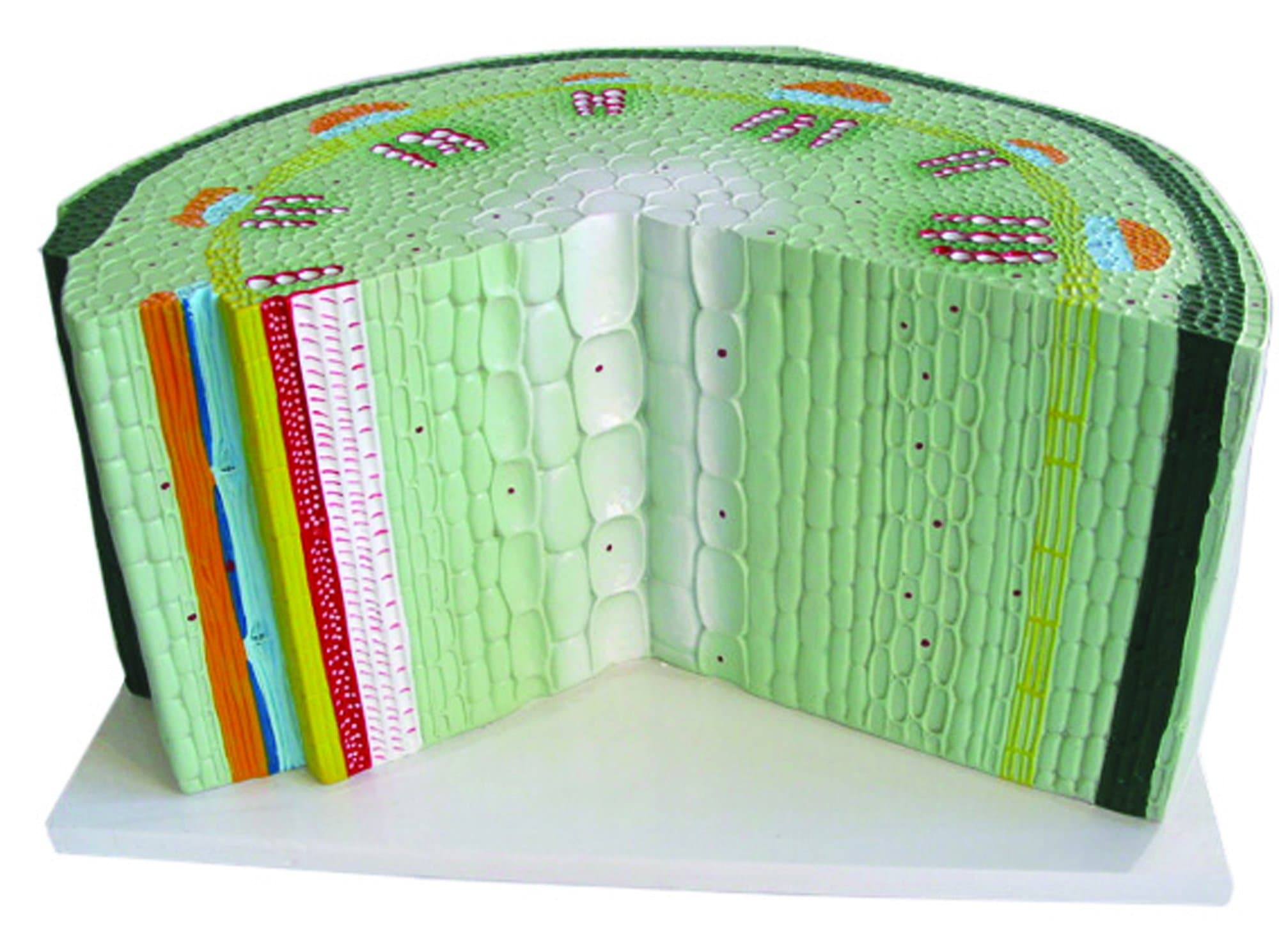 Vision Scientific VAN303 STEM Model–Dicotyledon